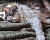 A white and gray cat laying on a green blanket.