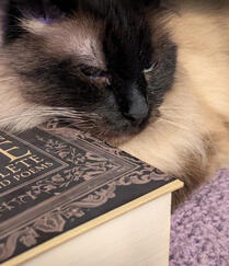 A seal point cat resting his head on a large book.