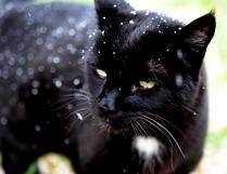 A black cat with snowflakes on his coat.